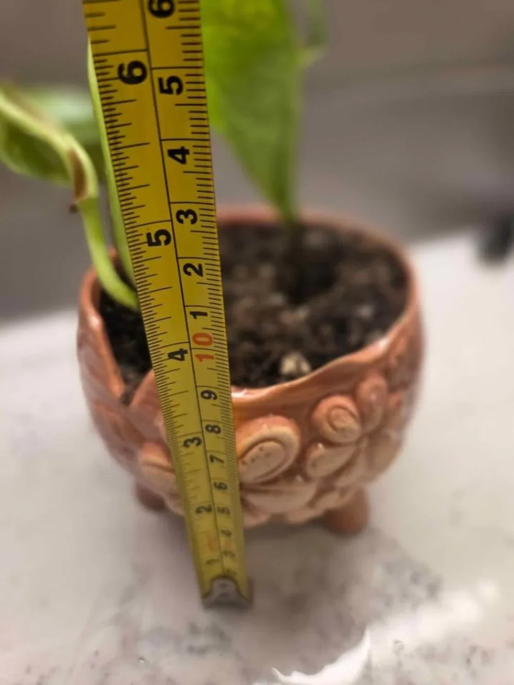 Pottery peice pink color plant pot with gold pothos